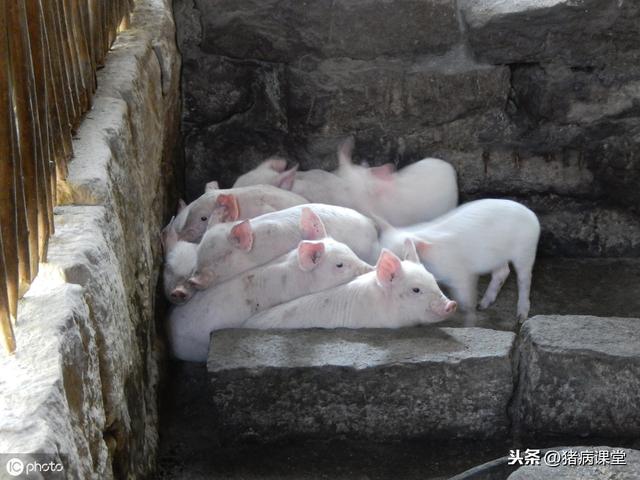 猪常见营养性疾病的分析