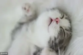 猫咪驱虫那些事：如何做驱虫？多久驱一次虫？驱虫药到底怎么选？图片