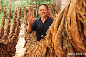 鱼塘里为啥要投放烟叶？听了养鱼能手的讲述才知道真相图片