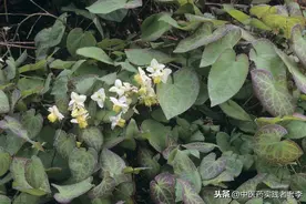 中草药二：淫羊藿图片
