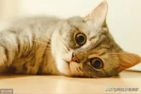 贫民养猫指南·用品篇图片