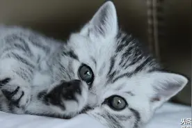 五种适合新手养的猫！你喜欢哪一只？图片
