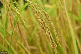 谷子种植技术模式，谷子全膜双垄沟侧播栽培技术图片