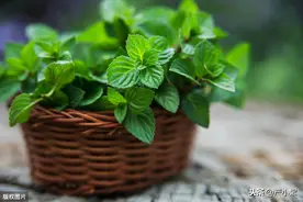 盆栽薄荷种植如何获得高产？老农说：“这些技术需掌握！”图片