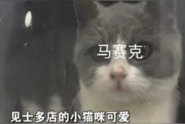 三人结伙偷别人的猫来“撸” ，“猫长得太可爱了”图片