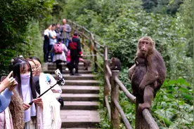 峨眉山的猴子竟公然抢夺人类的东西图片
