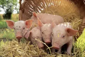 给猪喂食玉米的注意事项，养猪人要谨记图片