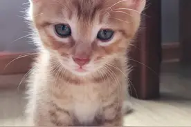 小猫咪们出生一个半月了，每只都是可爱又调皮的小捣蛋图片