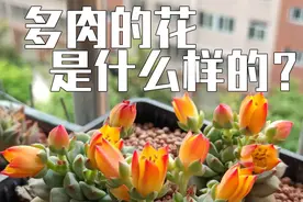 其实多肉植物也会开花，来看看是什么样子的吧图片