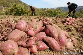 亩产可超过10000斤、适合春栽的苏薯8号红薯，你听说过吗？图片