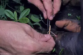 这种寄生虫通过喝水进入消化道，排出体外却是通过皮肤图片