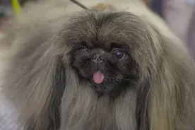 常见家庭的饲养的观赏犬——北京犬（京巴）图片