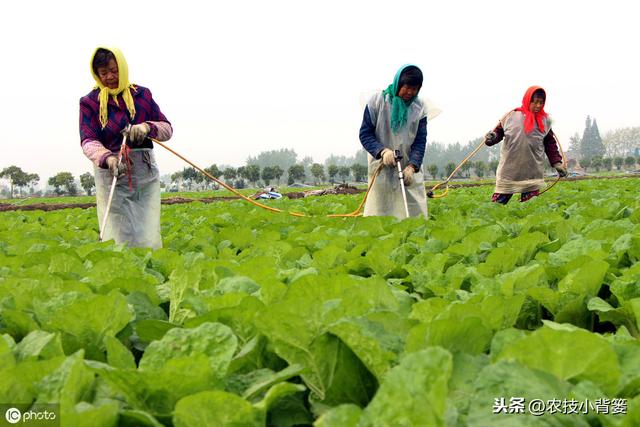 作物缺铁危害大！缺铁的原因、症状及铁肥的作用、使用方法要知道