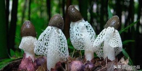 云南著名的"十大野生菌"你了解多少
