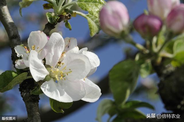 氨基酸和腐植酸肥料到底有什么好，身边怎么越来越多的人在用