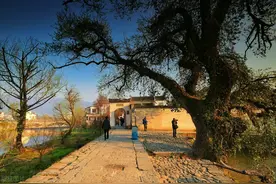 故事：穷书生高中榜眼回乡，一女子指着他家门口槐树“砍了保命”图片