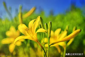 黄花菜，与兰花的一场误会图片