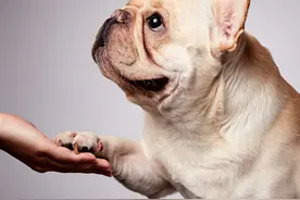 辟谣：法国斗牛犬不吵不闹养起来最省心？错！养好法斗并不容易图片