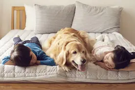 厉害了，狗狗还能给人治病吗？图片