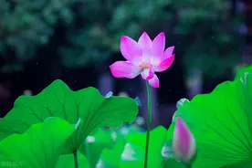 中国写诗大会：第四波优秀“咏荷”诗词投票，欢迎强势围观品评图片