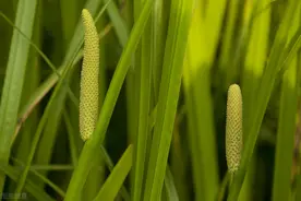 石菖蒲的妙用：总感觉自己睡不醒？让你醒神开窍除困意图片