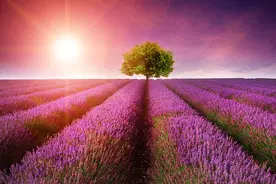 太重感情的人，往往有这3个特点，心最累，最容易受伤图片