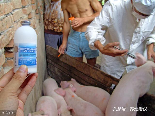 猪场用药不能瞎搞，用药的目的是什么，有啥不良反应？