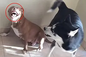 比特犬竟被二哈打败，铲屎官好奇在一旁观察，这用的是损招呀图片