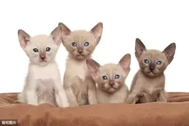 搞笑的小猫图片
