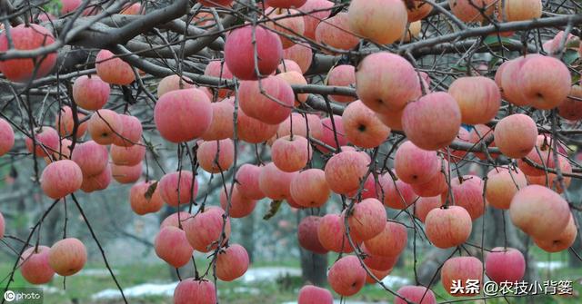 如何提高苹果花芽分化的的数量和质量？这六个技术要点要明确