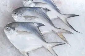 喜欢吃鱼，专挑这6种野生鱼，人工无法养殖，卖鱼的都夸你是行家图片