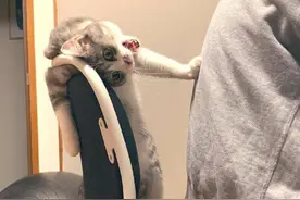 龇牙咧嘴的小猫咪：走开！能不能别占我的椅子啊图片