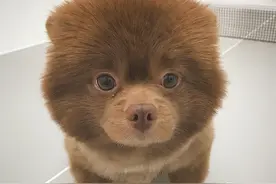 呆萌可爱的棕色小博美犬图片