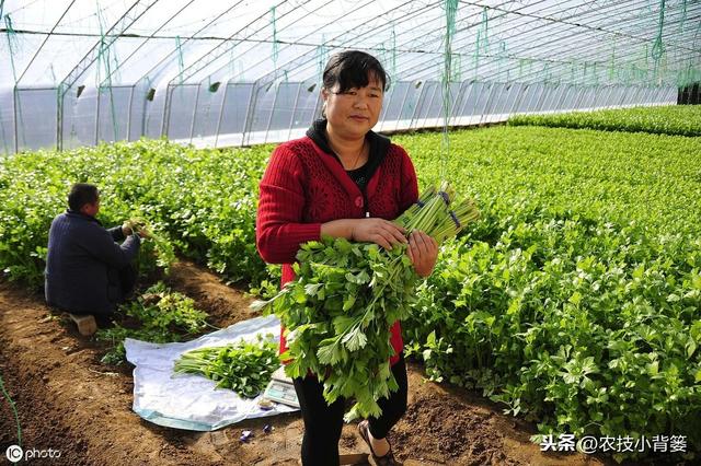 一篇文章告诉你什么是氨基酸（肥）及具体功效、挑选与使用方法