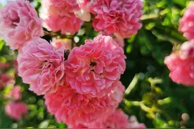 藤本月季三年才成型？不，选择这3个品种，一年就能给你一面花墙图片
