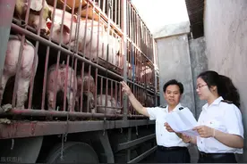 10天后广东等南方6省禁止活猪跨省调运，猪价会涨吗？图片