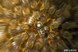 同为“父母”，工蜂为啥从不把雄蜂当“爹”，遗传学暴露其中秘密图片