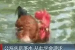 连大公鸡都会游泳，那还是坦然承认自己的无知吧图片