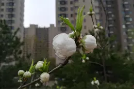 球场边的那些花儿图片