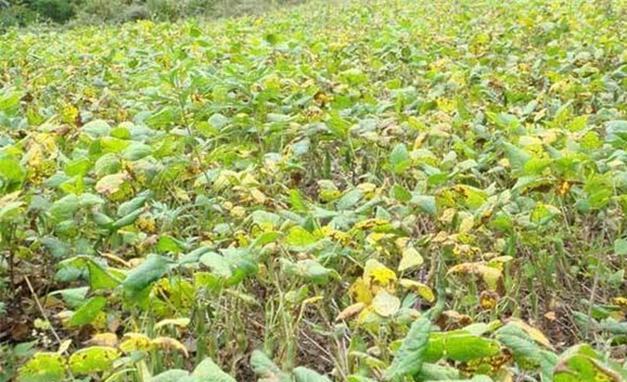红小豆根腐病造成缺苗断垄荚少粒秕，药剂只救急，有效预防是关键