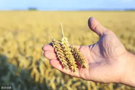 粮食不够吃了？别慌！库存够14亿人吃一年图片