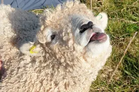 英国小羊羔活像只狗崽崽，爱被挠肚皮表情爽到飞起图片