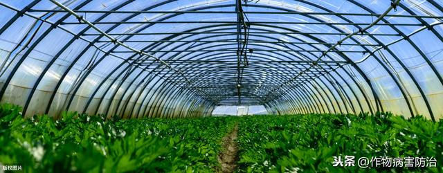 大棚湿度大？这里有办法解决