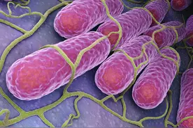 洋葱到底应该怎么吃？全美洋葱出问题，罪魁祸首却是小小细菌图片