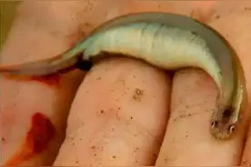 寄生鲶，亚马逊河流中最恐怖的生物，钻进你的身体，吸干你的血图片