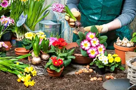 扔花正当时！垃圾桶边看到4种花，赶紧捡回家，一个月就能大变样图片