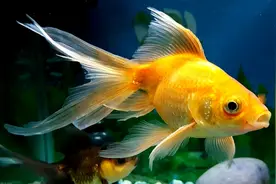 金鱼怎么养？做好这5点，不止是养活，还能养好图片