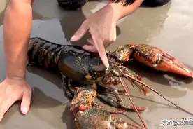 赶海，视频造假的重灾区！天天捡到大龙虾，真当我们傻？图片