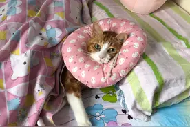 19岁猫咪重病后躲开主人，主人却开心不起来：你不要这么懂事图片