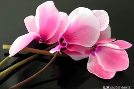 了解仙客来的繁殖栽培管理技术，叶片光亮，花蕾繁茂开花鲜艳图片